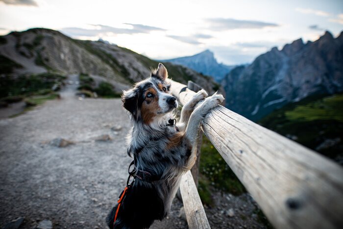 Fototapete Australian Shepherd vor dem Hintergrund einer Berglandschaft