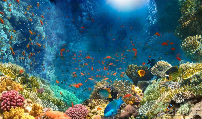 Fototapete Australien Korallenriff