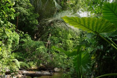 Fototapete Australischer Regenwald