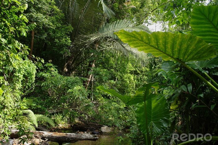 Fototapete Australischer Regenwald