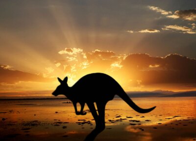 Fototapete Australisches Tier vor dem Hintergrund der Sonne