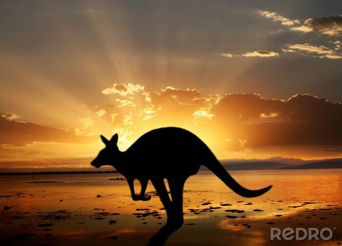 Fototapete Australisches Tier vor dem Hintergrund der Sonne