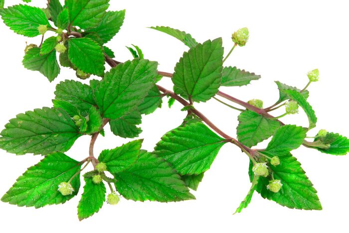 Fototapete Aztekisches Süßkraut (Lippa Dulcis), pflanzlicher Zuckerersatz