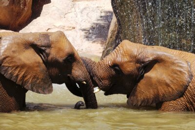 Fototapete Badende Elefanten