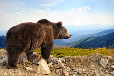 Fototapete Bär am Hintergrund der Berglandschaft