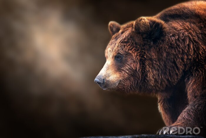 Fototapete Bär auf braunem Hintergrund