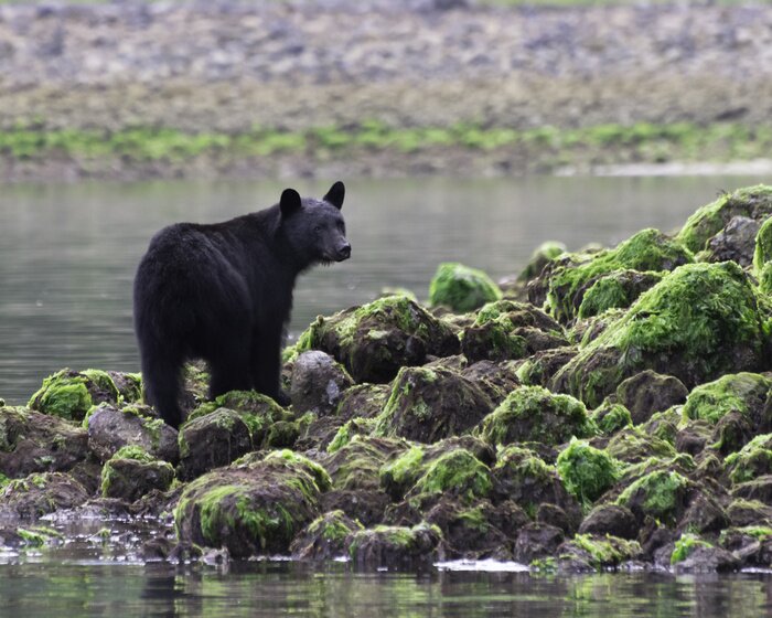 Fototapete Bär auf Felsen