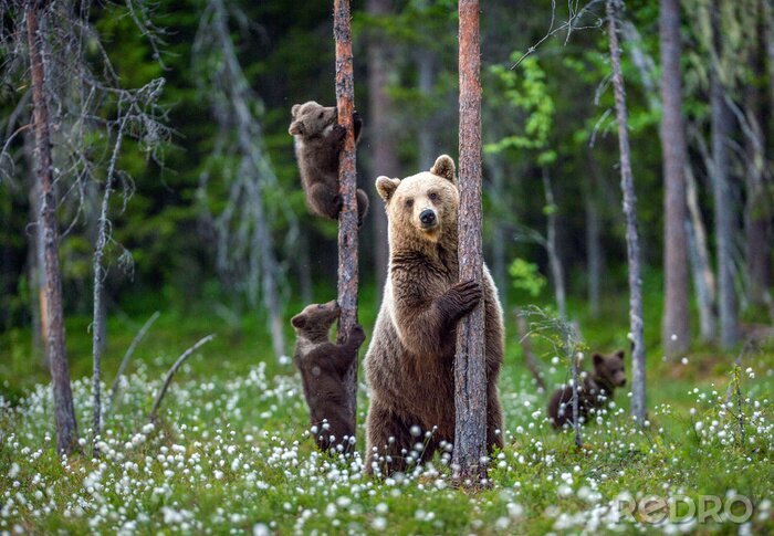 Fototapete Bär in der Waldlandschaft