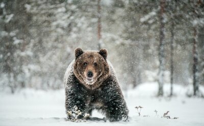 Fototapete Bär in Schneeflocken