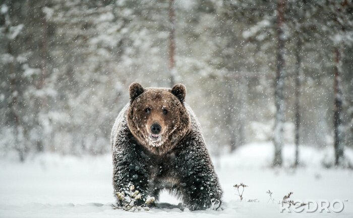 Fototapete Bär in Schneeflocken