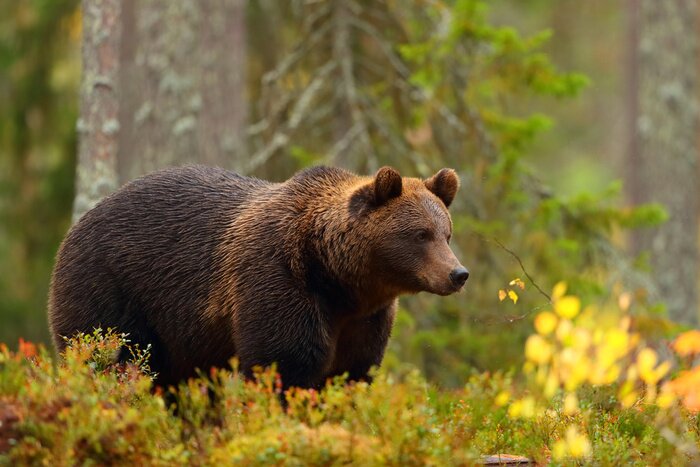 Fototapete Bär inmitten der Herbstnatur