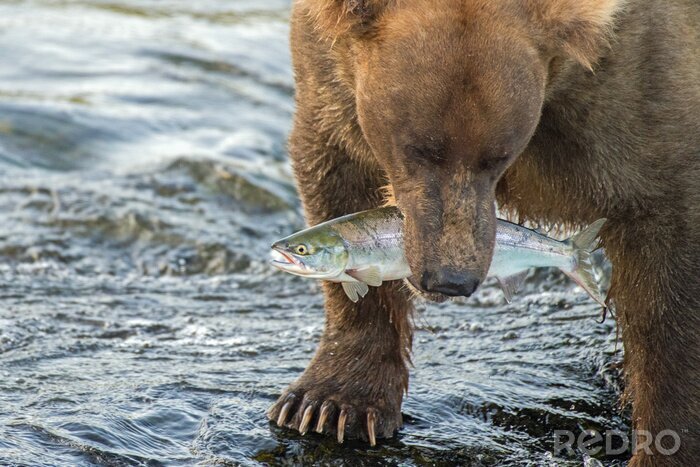 Fototapete Bär mit Fisch
