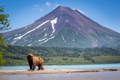 Fototapete Bär vor dem Hintergrund der Berglandschaft