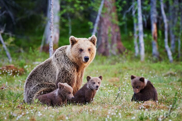 Fototapete Bären auf grüner Lichtung