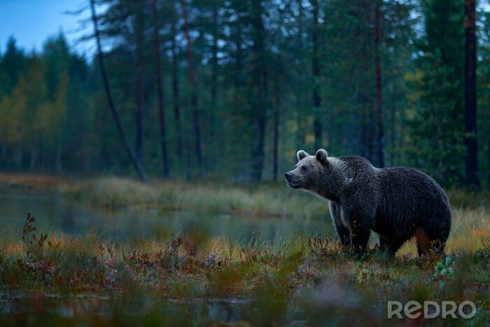 Fototapete Bären Grau im Wald