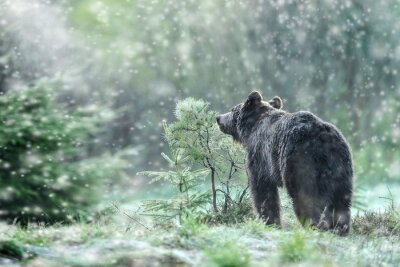 Fototapete Bären Hellgrauer auf Schnee