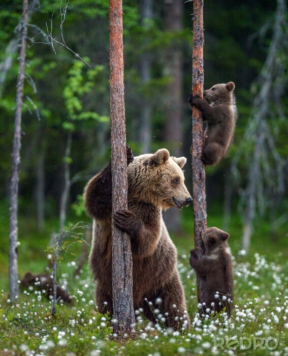 Fototapete Bären klettern auf Bäume