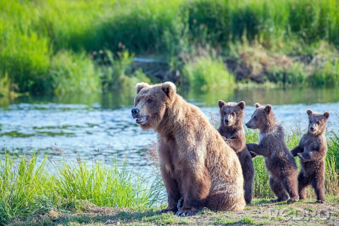 Fototapete Bärenfamilie am Fluss