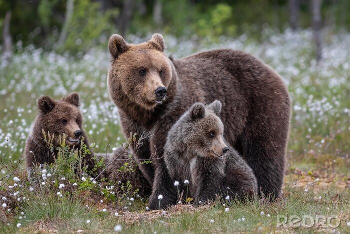 Fototapete Bärenfamilie auf der Lichtung