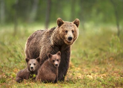 Fototapete Bärenfamilie im Wald