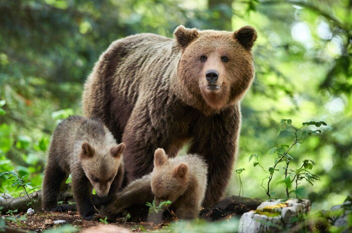 Fototapete Bärenfamilie im Wald