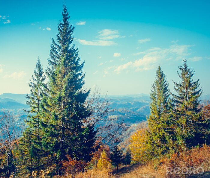 Fototapete Bäume am Berg