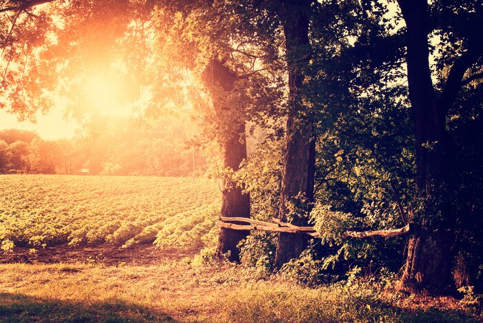 Fototapete Bäume am Feld