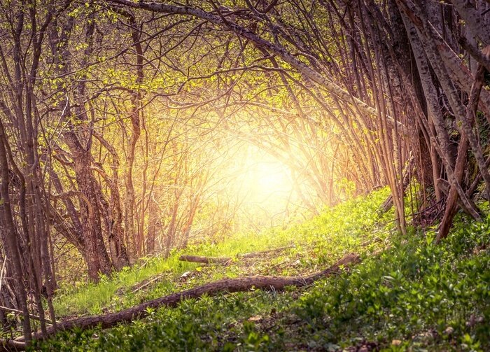 Fototapete Bäume am Morgen