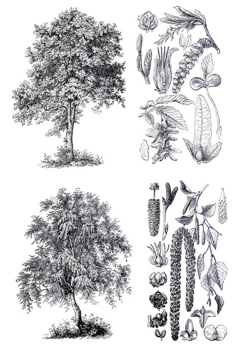 Fototapete Bäume Birke und Hainbuche