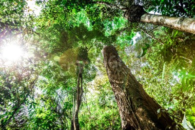 Fototapete Bäume des tropischen Dschungels