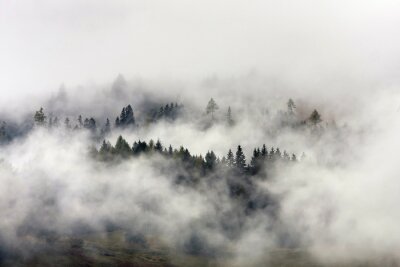 Fototapete Bäume, die hinter den nebel blicken