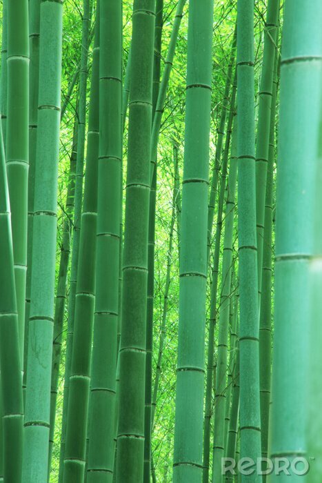 Fototapete Bäume im Bambuswald