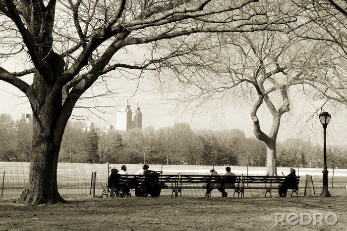 Fototapete Bäume im Central Park