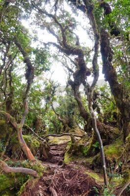 Fototapete Bäume im malaysischen Dschungel
