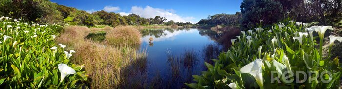 Fototapete Bäume im Nationalpark