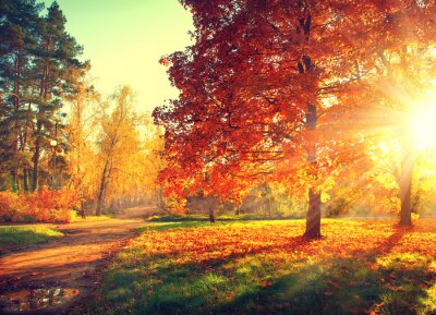 Fototapete Bäume im Park im Herbst