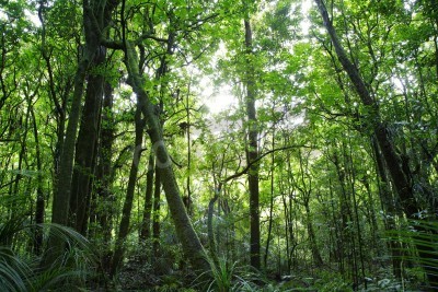 Fototapete Bäume im tropischen Wald