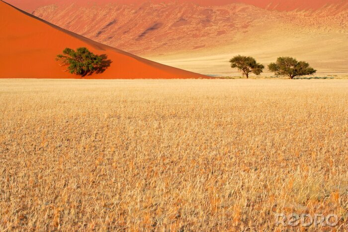 Fototapete Bäume in Namibia