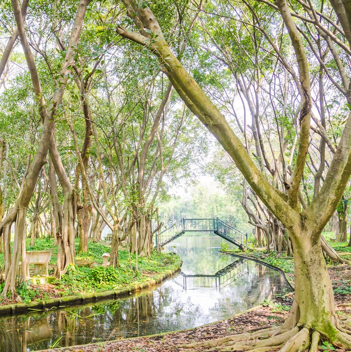 Fototapete Bäume mit freiliegenden Wurzeln