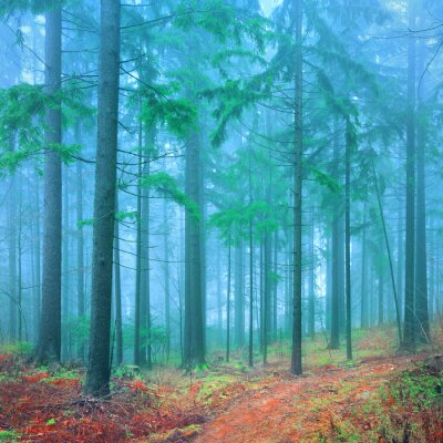 Fototapete Bäume Nebel 3D