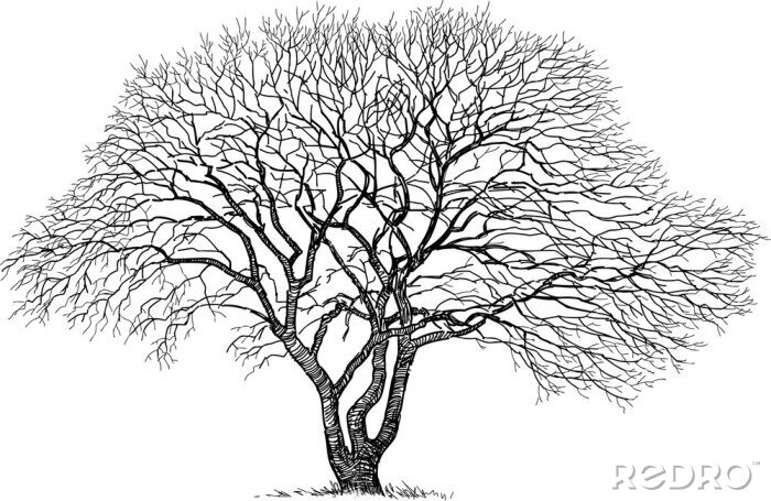 Fototapete Bäume schwarz-weiß 3D