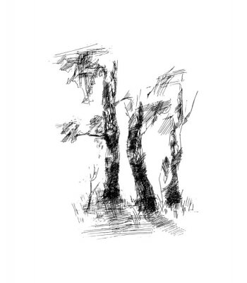 Fototapete Bäume schwarz-weiß Skizze