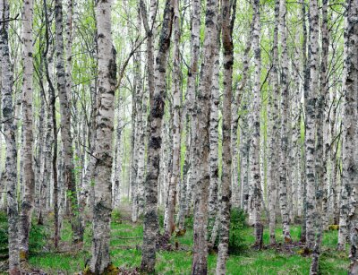 Fototapete Bäume schwarz-weiße im Wald