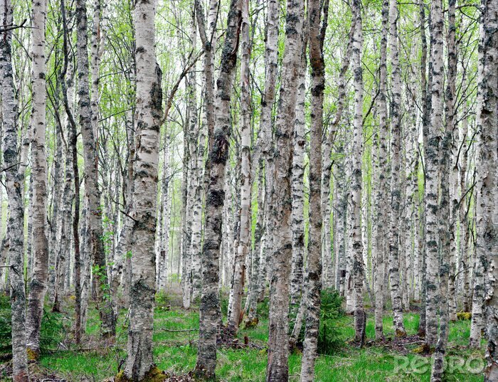 Fototapete Bäume schwarz-weiße im Wald