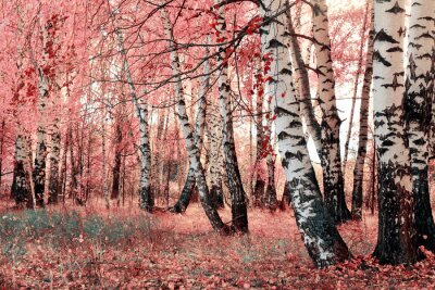 Fototapete Bäume und rote Blätter
