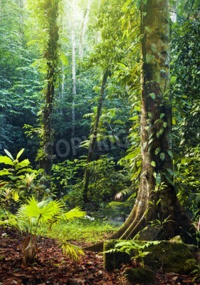 Fototapete Bäume und Vegetation im Dschungel