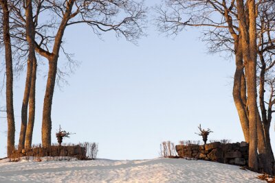 Fototapete Bäume und Winternatur