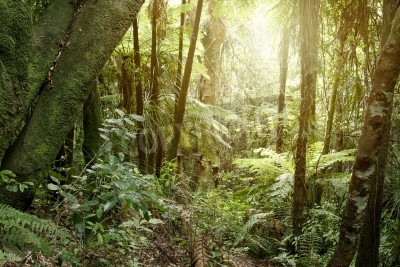 Fototapete Bäume von tropischem Dschungel