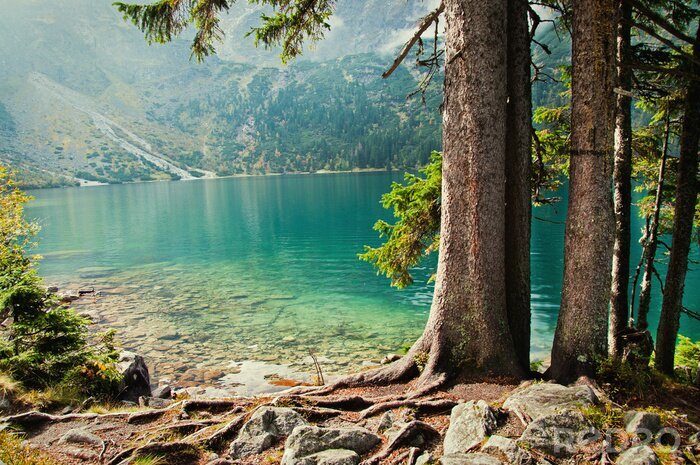 Fototapete Bäume Wald See
