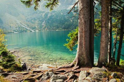 Fototapete Bäume Wald See